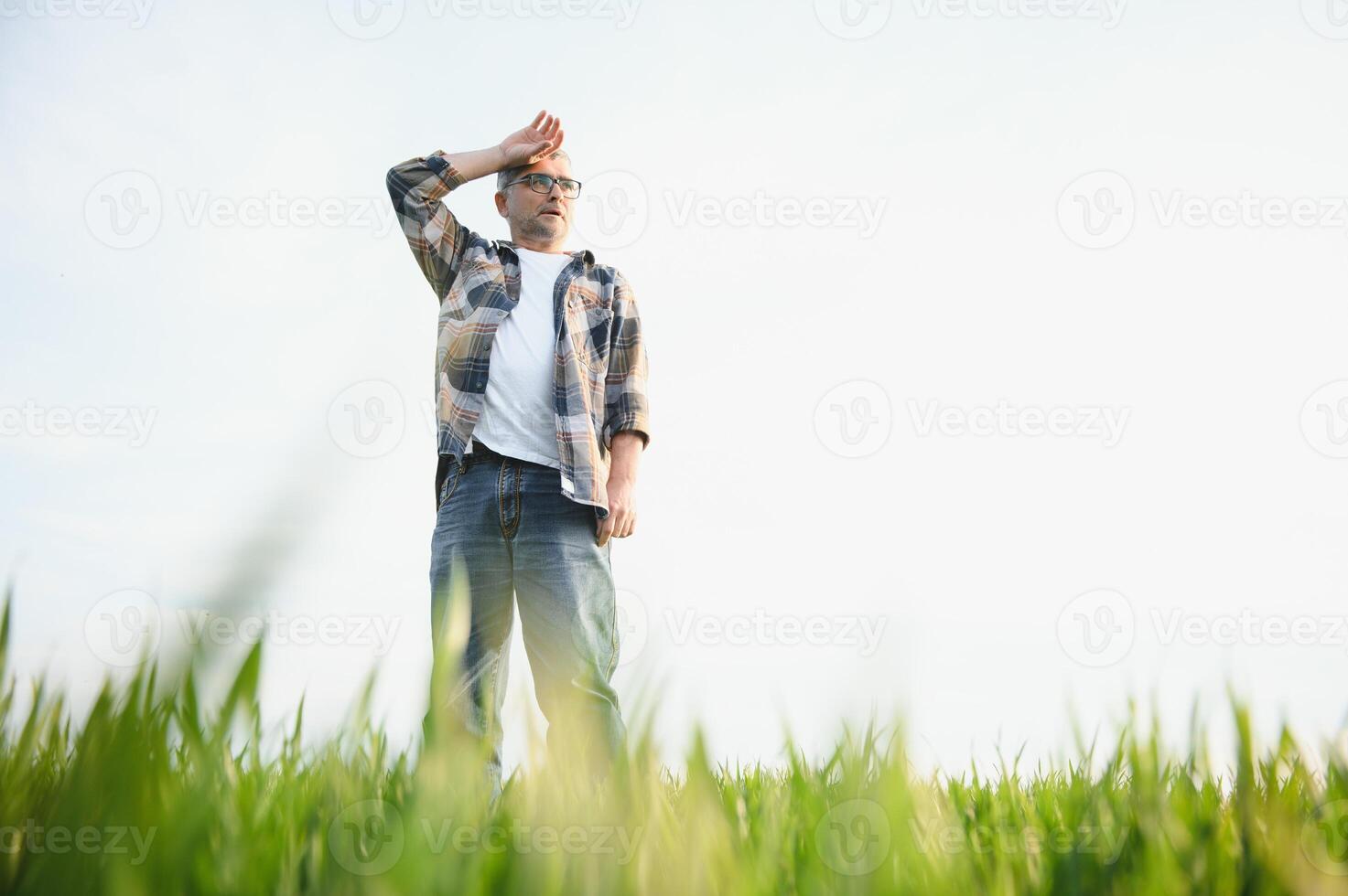 Portrait of senior farmer standing in wheat field examining crop during the day. photo