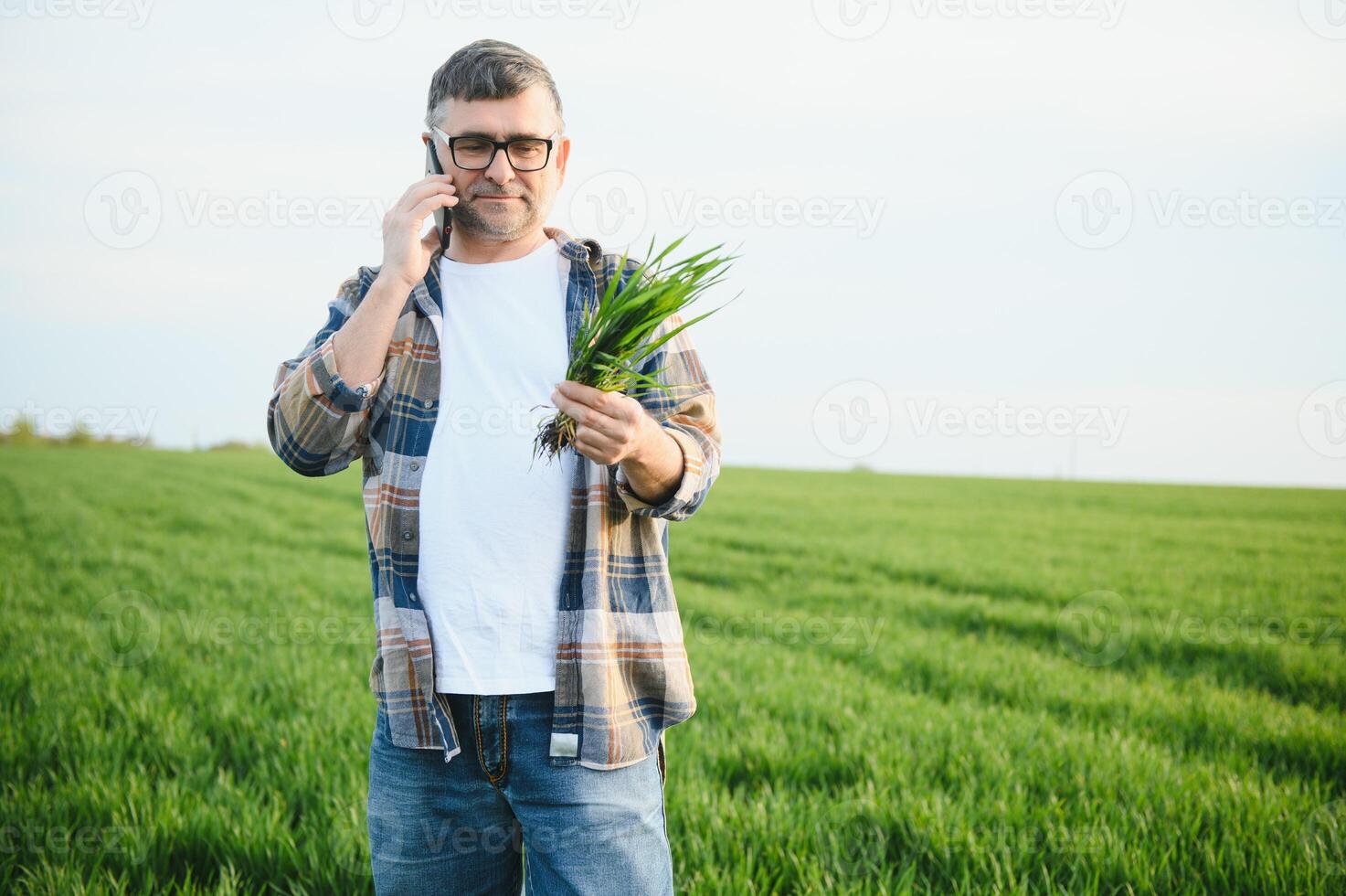 Portrait of senior farmer standing in green wheat field. photo