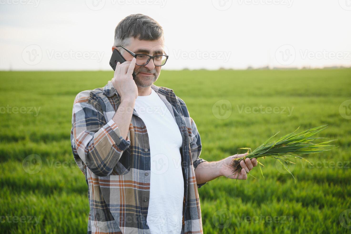 A young farmer inspects the quality of wheat sprouts in the field. The concept of agriculture. photo