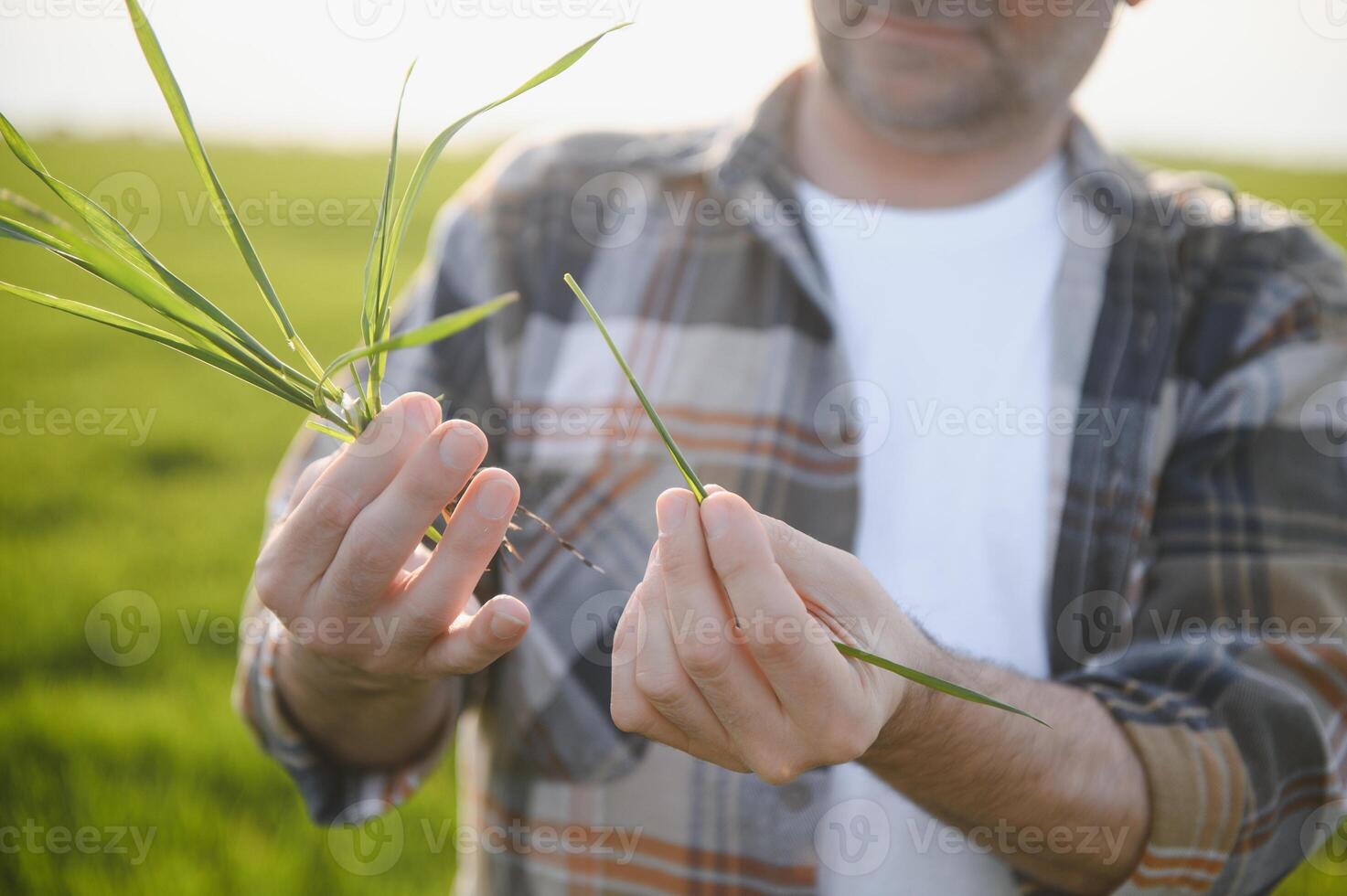 Portrait of senior farmer standing in wheat field examining crop during the day. photo