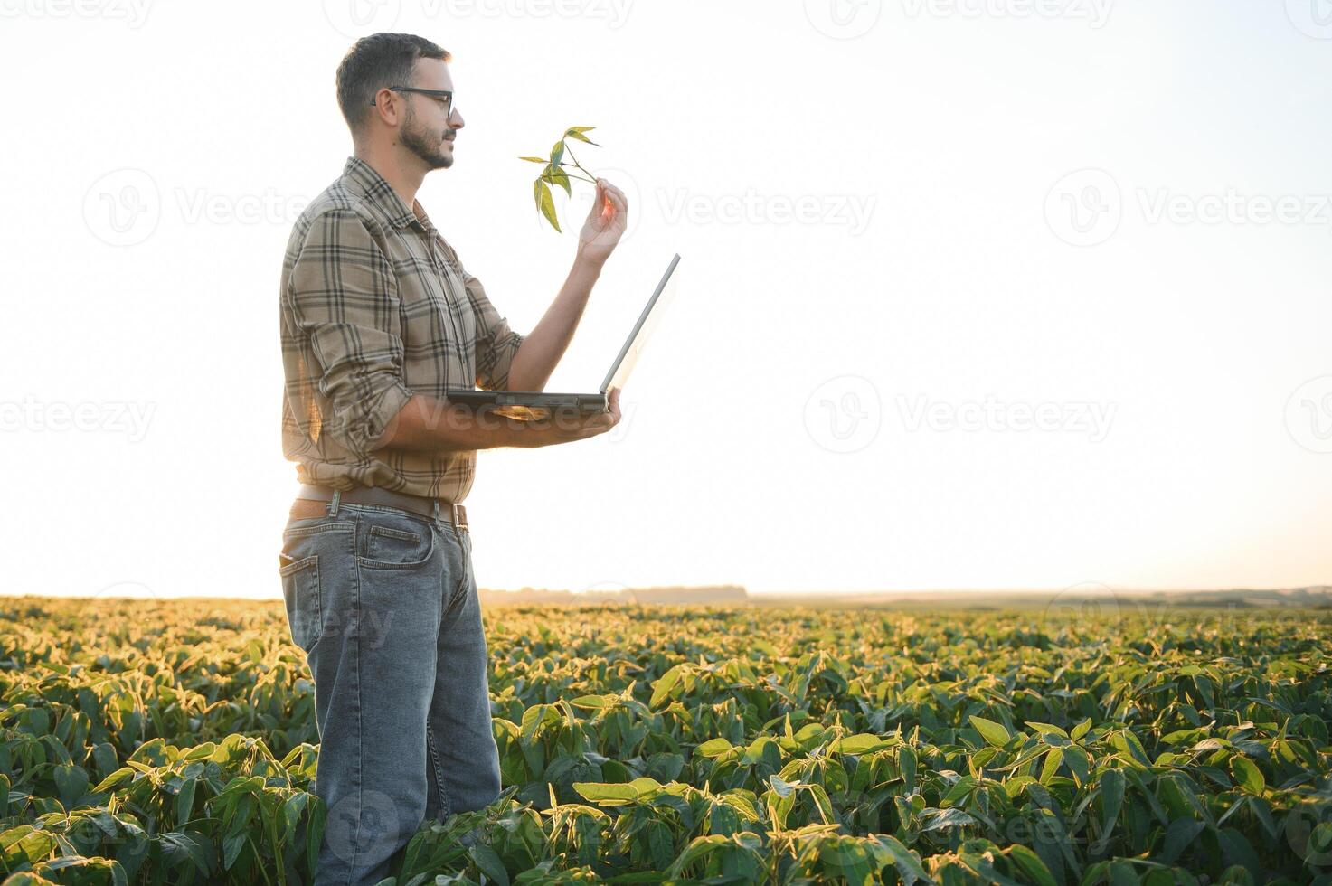farmer agronomist in soybean field checking crops. Organic food production and cultivation photo