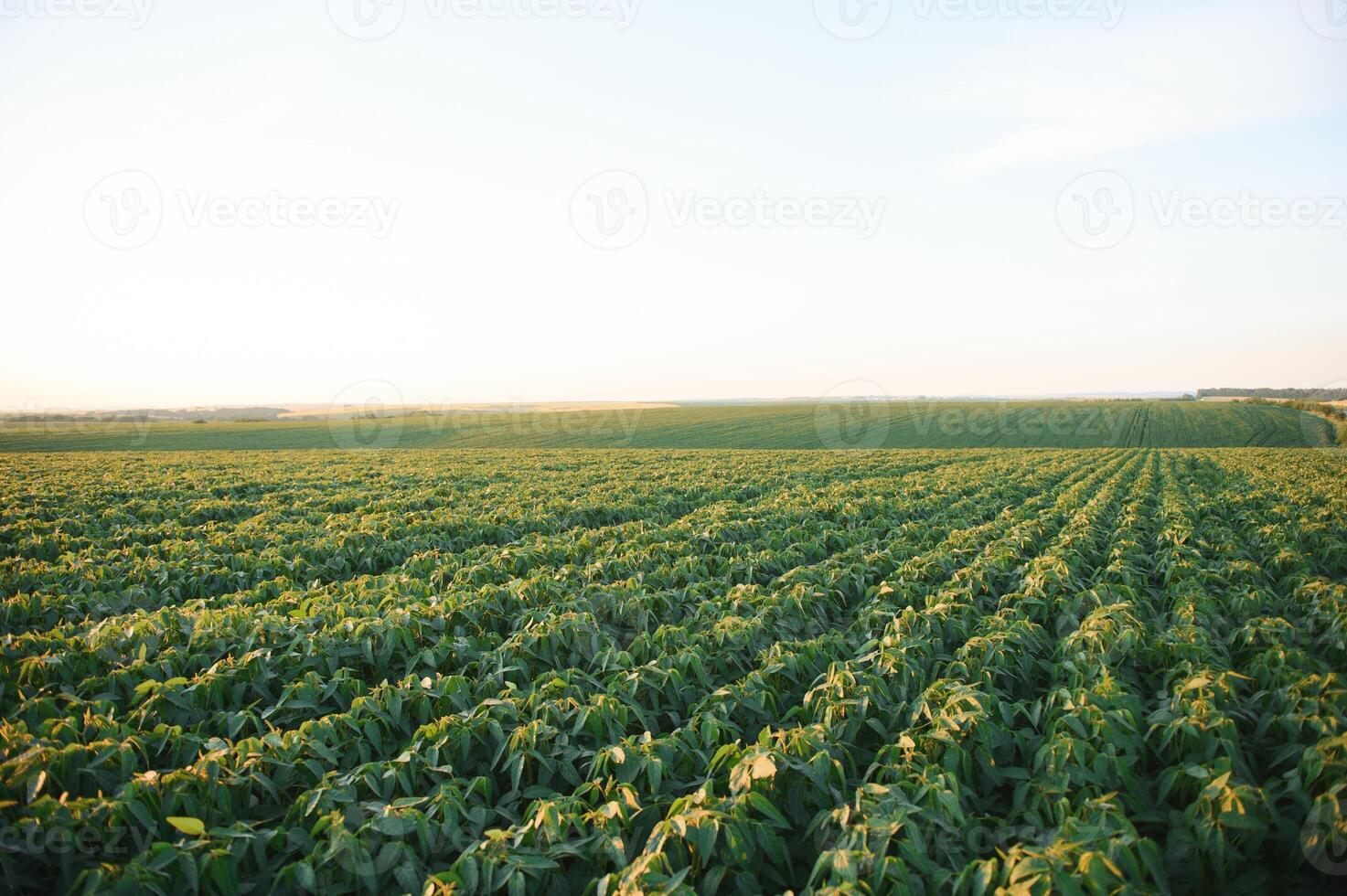 Soy field and soy plants in early morning light. Soy agriculture photo