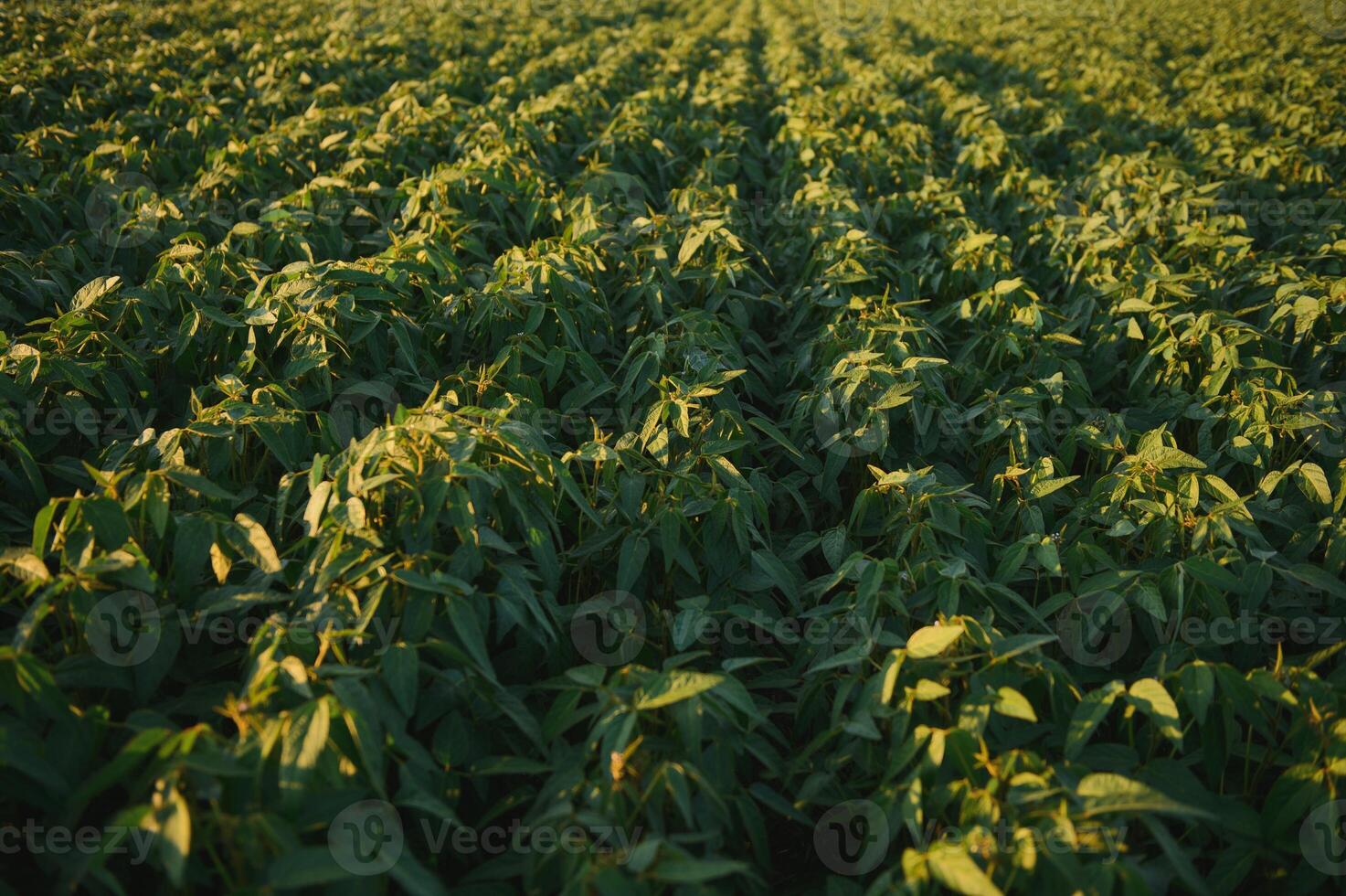 Soy field and soy plants in early morning light. Soy agriculture photo