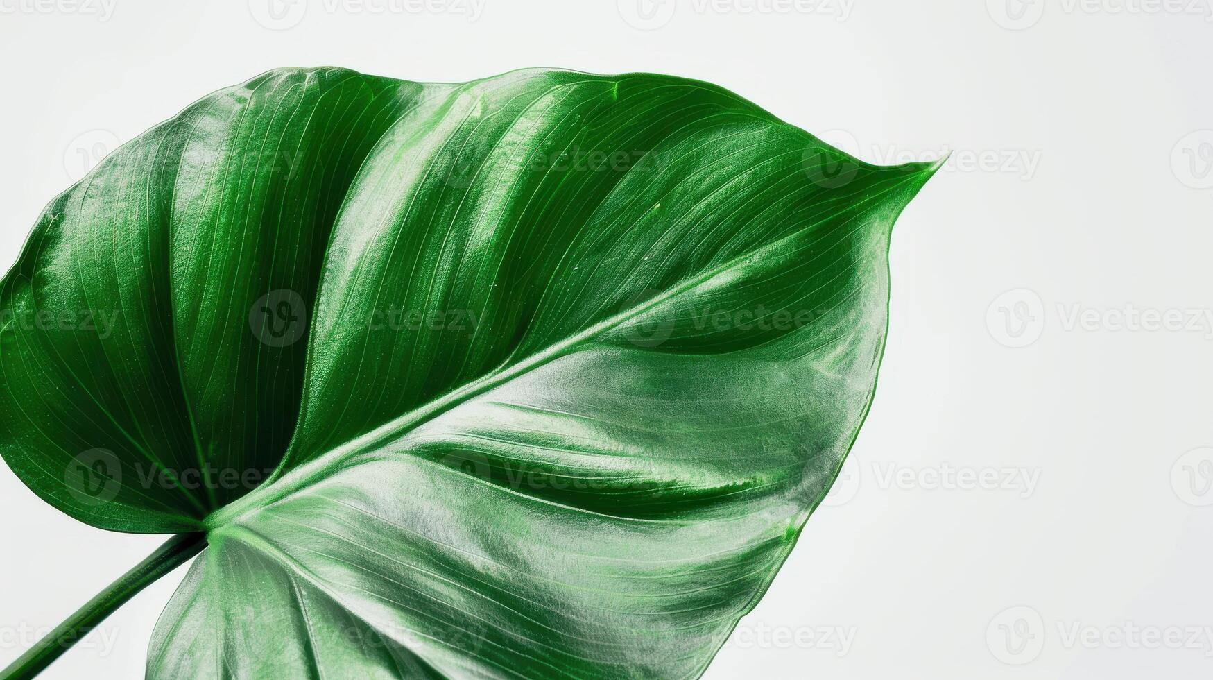 Large Green Monstera Leaf With Unique Patterns Against a White Background in Studio Setting. photo
