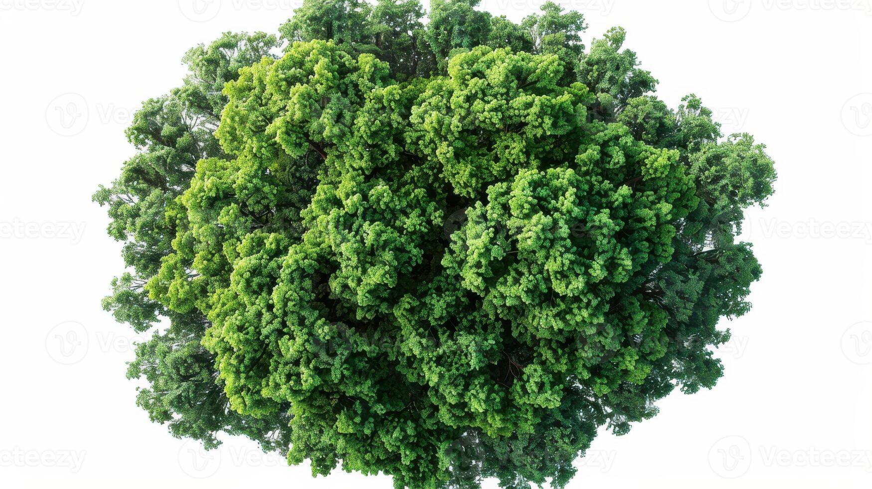 Lush Green Tree Canopy Displaying Abundant Foliage Under Bright Sunlight in Natural Environment. photo