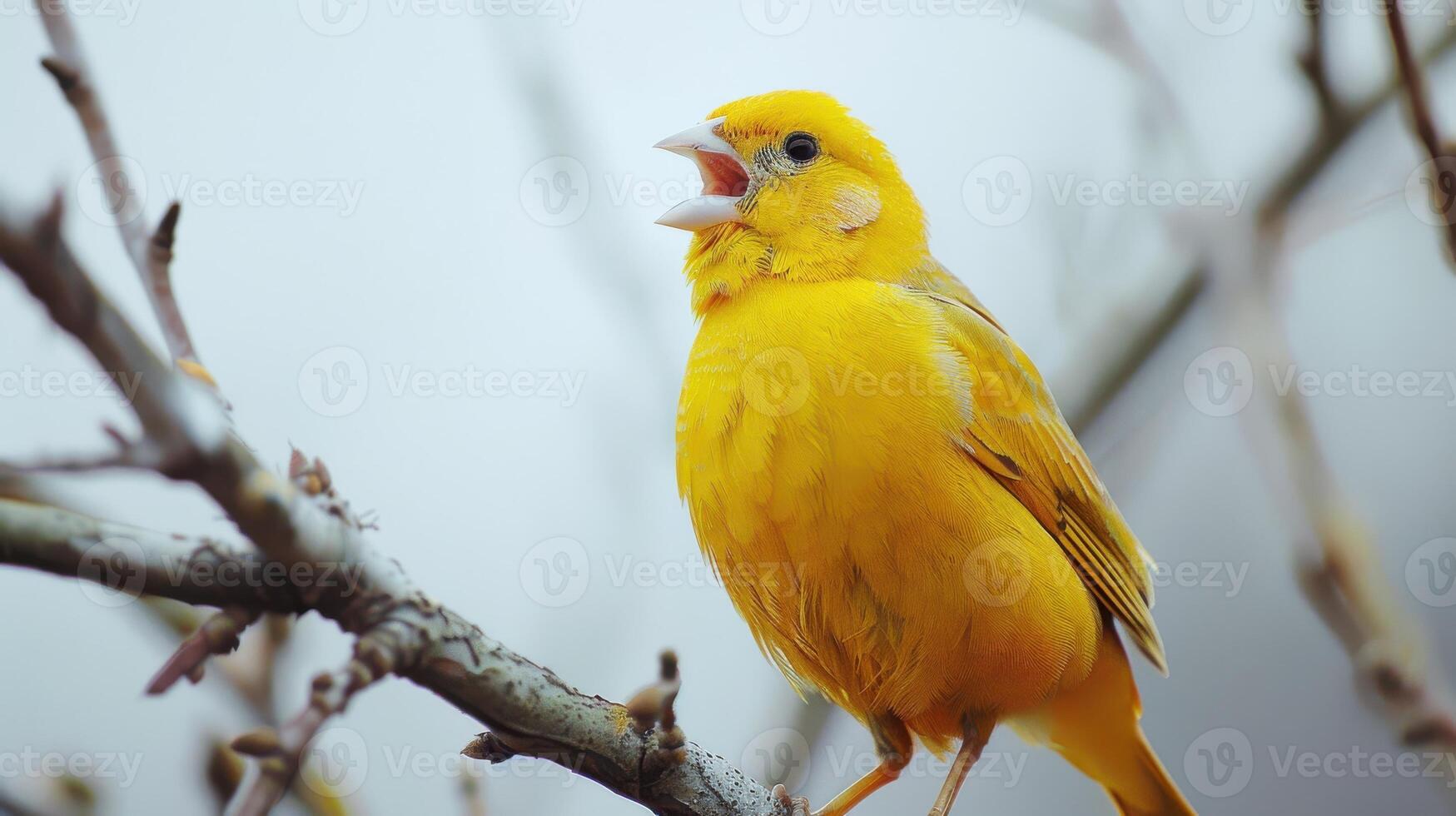 Bright Yellow Bird Singing Cheerfully While Perched on a Branch in Natural Light. photo