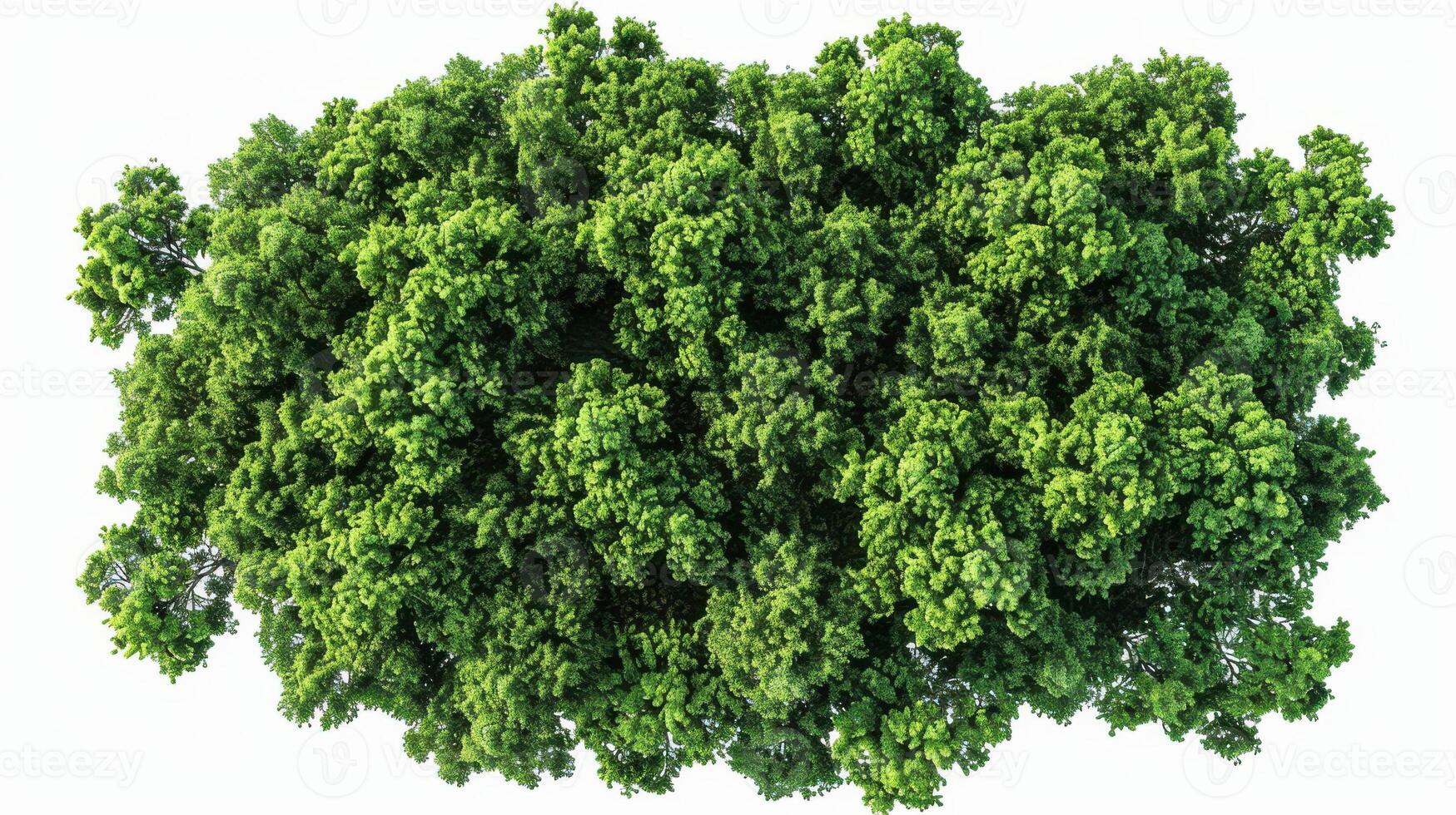 Vibrant Lush Green Canopy Overhead in the Heart of a Flourishing Forest During Midday. photo