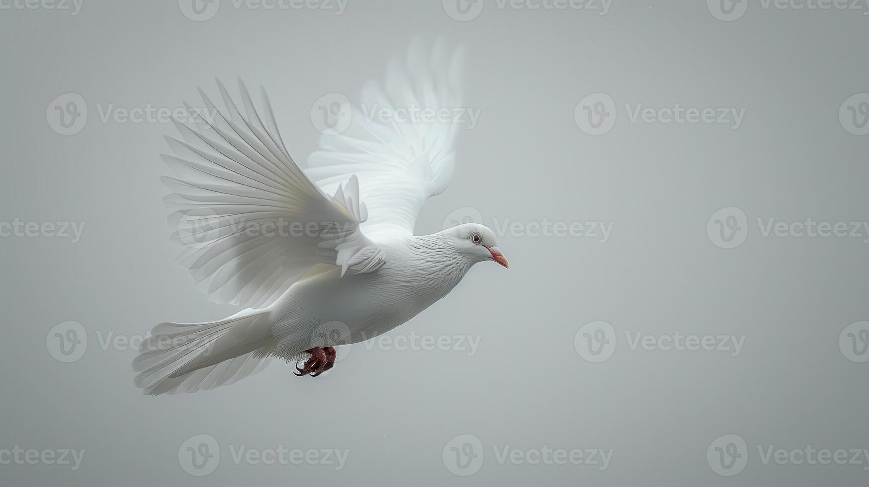 Majestic White Dove Soars Gracefully Against a Cloudless Sky in Early Morning Light. photo