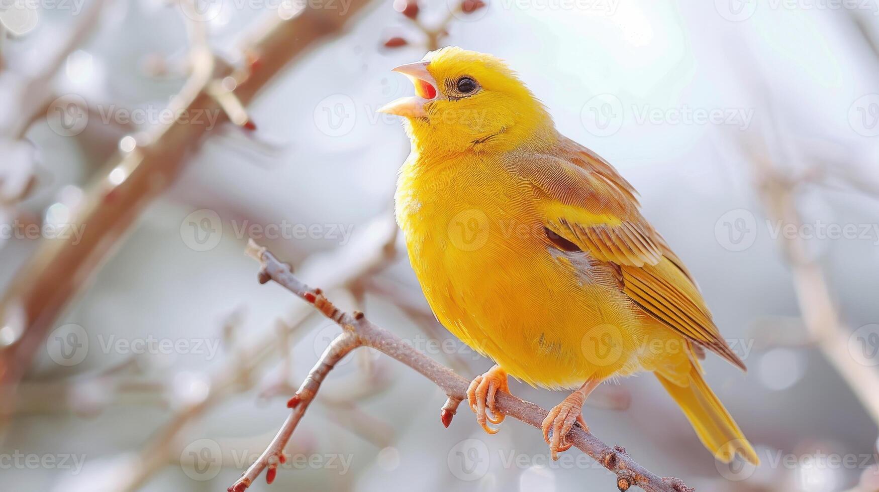 Vibrant Yellow Bird Singing Joyfully Against A Bright White Background. photo