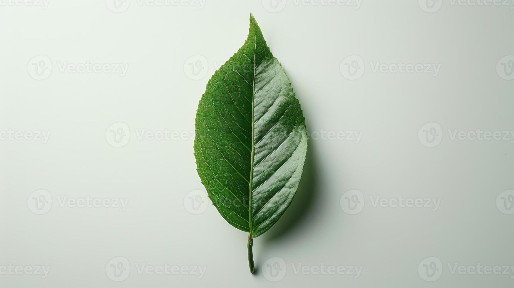 Unique Green Leaf Displaying Intricate Veins Illuminated by Soft Natural Light in a Tranquil Outdoor Setting. photo