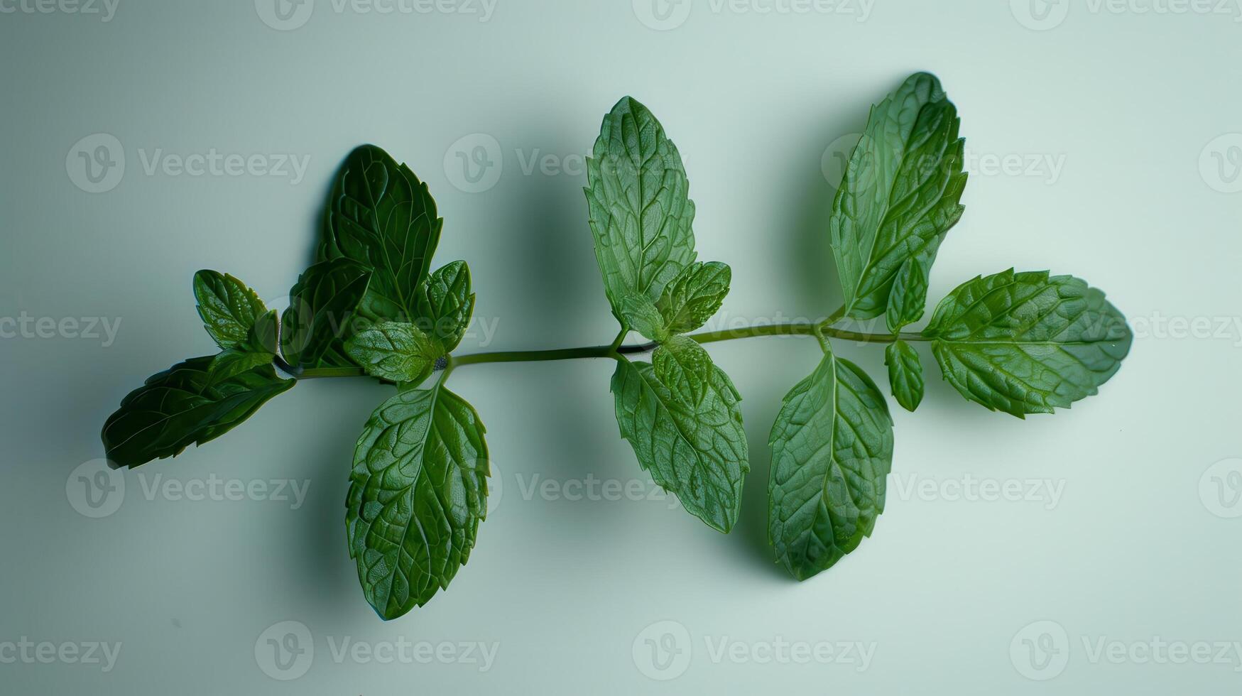 Fresh Mint Leaves Emphasizing Vibrant Green Color Under Soft Studio Lighting. photo