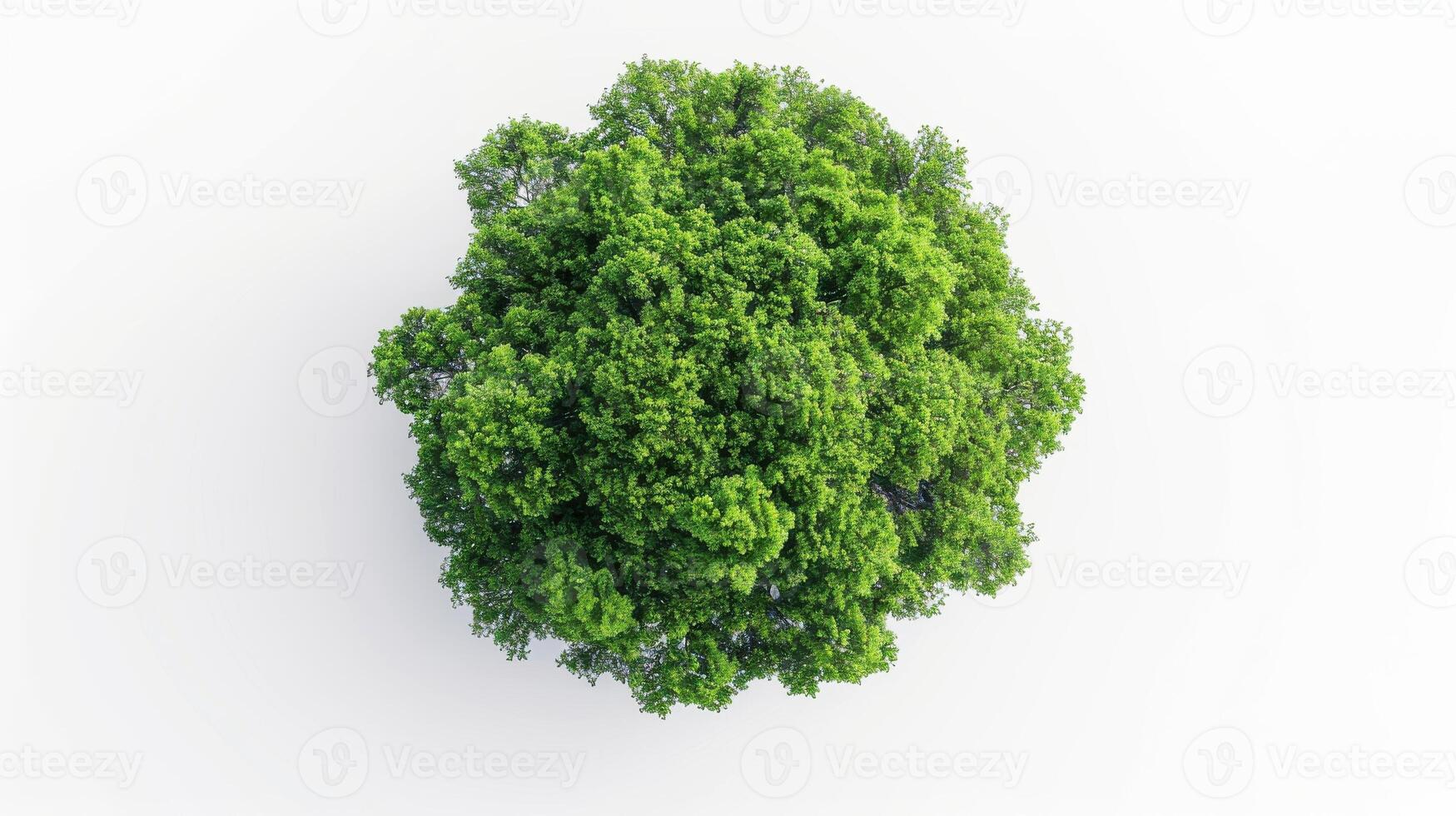 Lush Green Canopy of a Dense Tree Surrounded by White Background Captured From Above. photo