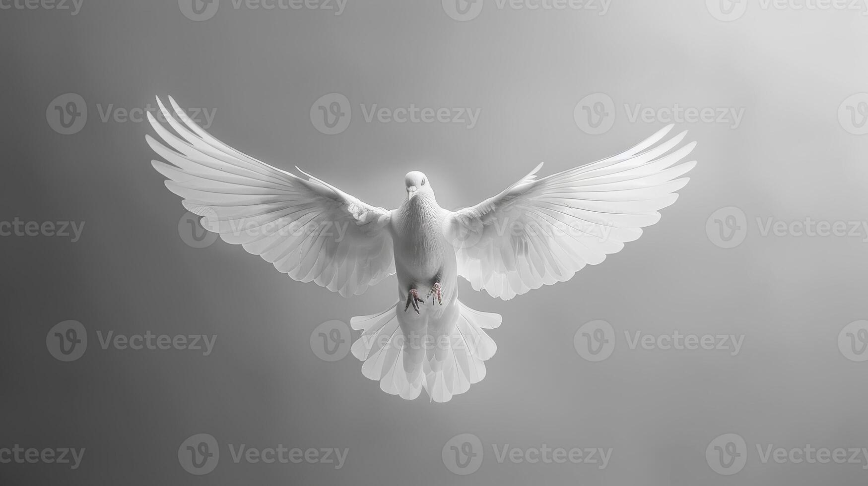 White Dove Spreading Its Wings Gracefully Against a Plain Background in Natural Light. photo