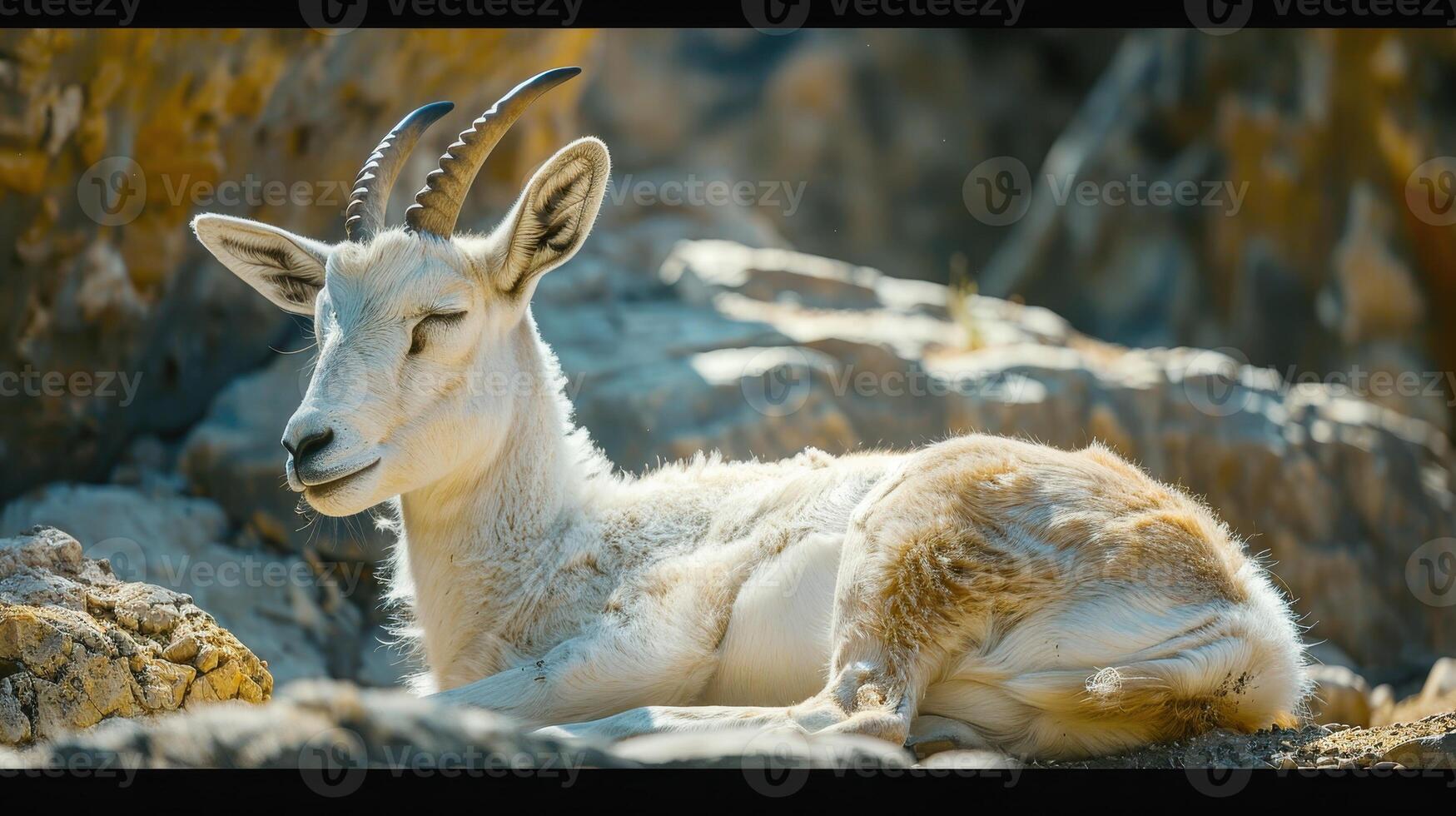 A Serene Mountain Goat Resting on Rocky Terrain Under a Clear Blue Sky photo