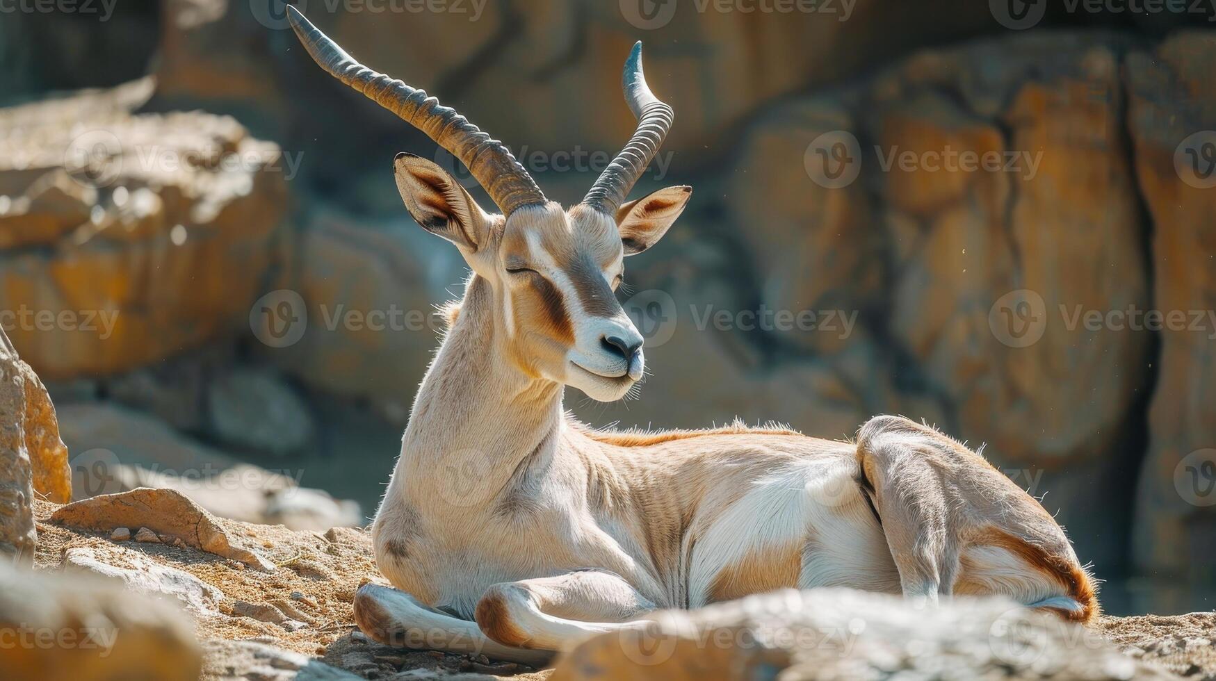 Graceful Antelope Relaxing on a Rocky Outcrop Under the Warm Sunlight in a Serene Landscape photo