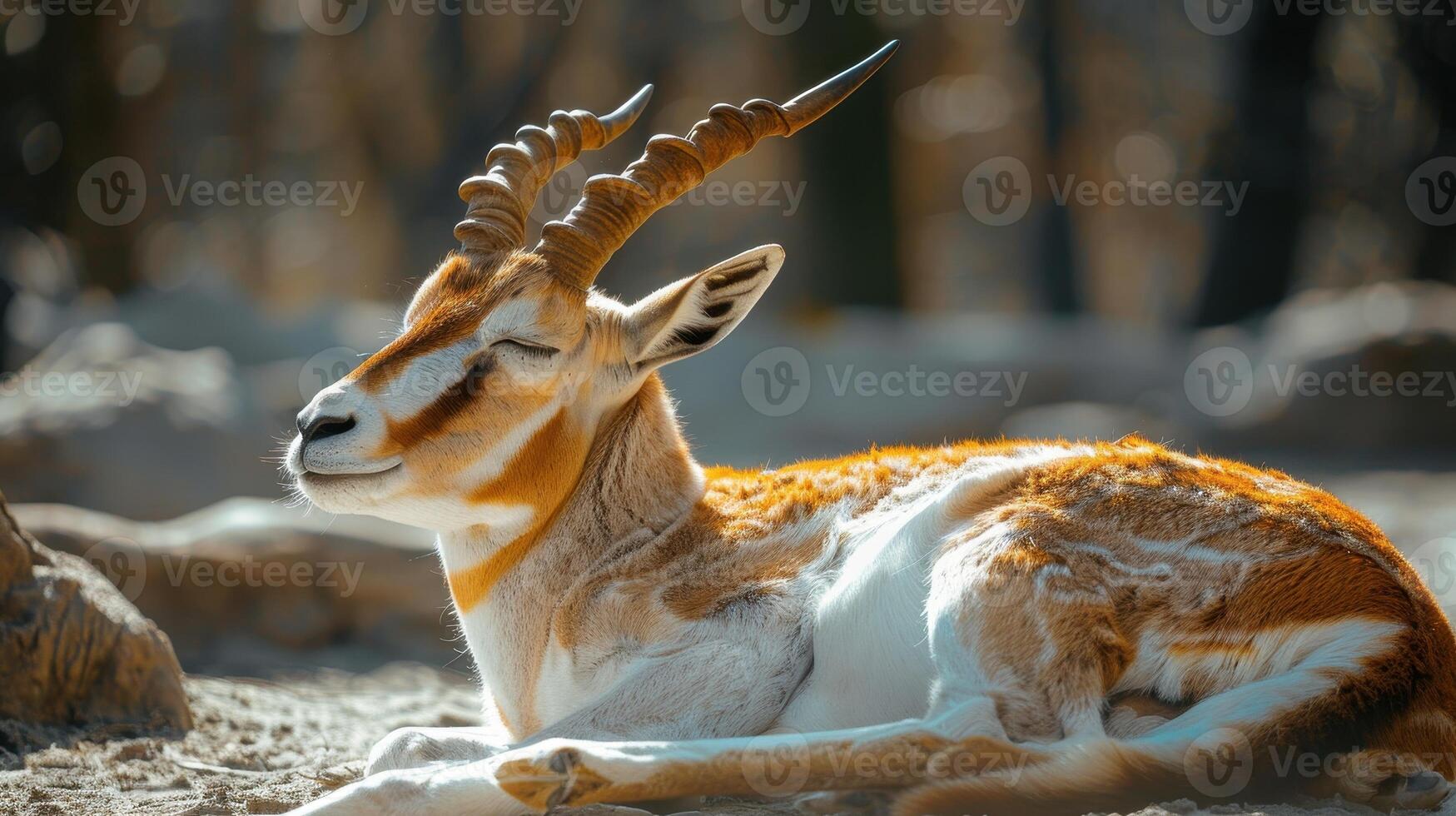 Majestic Antelope Resting Gracefully Under Soft Sunlight in a Serene Natural Habitat photo