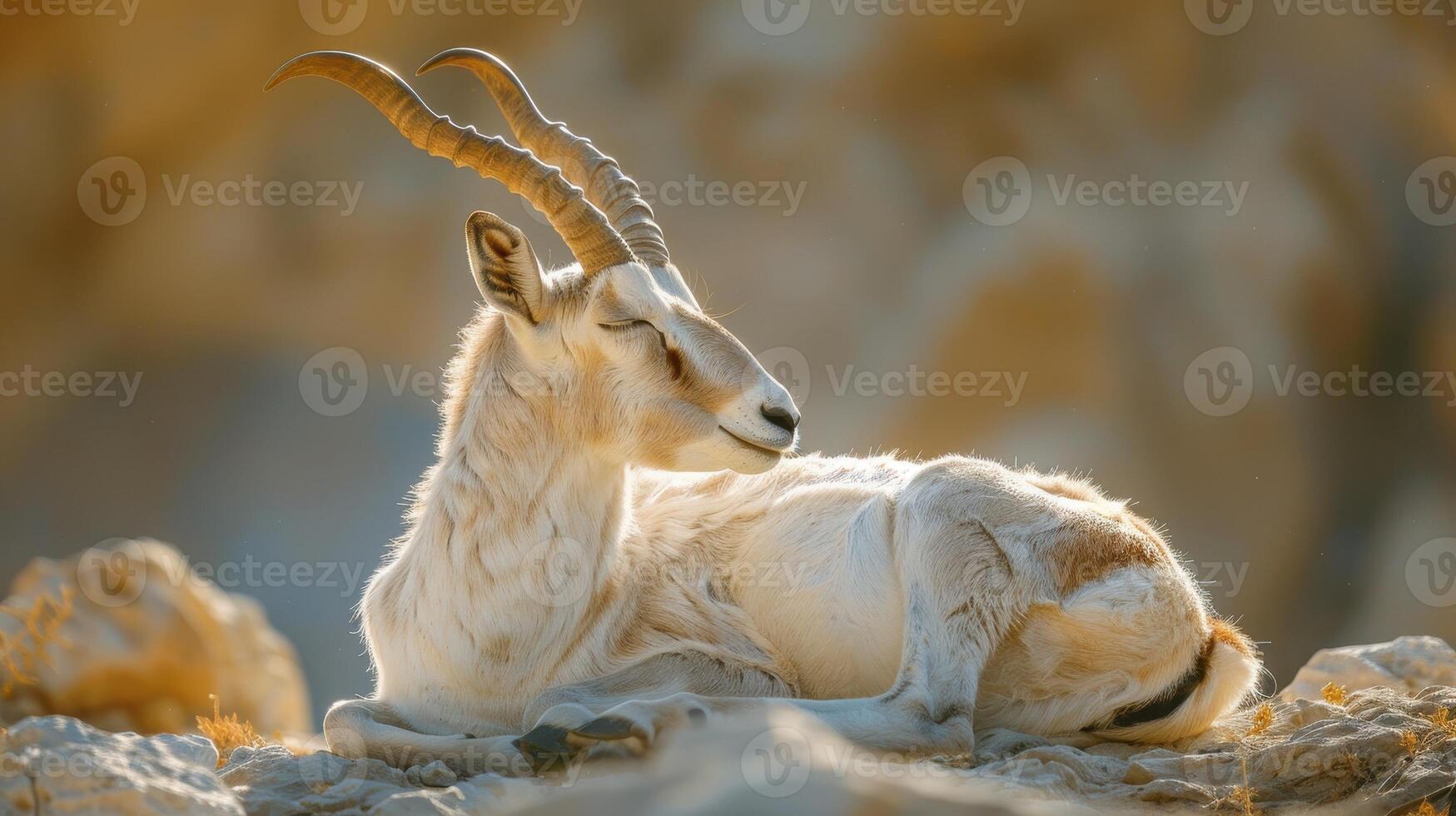 Majestic Mountain Goat Resting on Rocky Outcrop Under Soft Evening Light photo