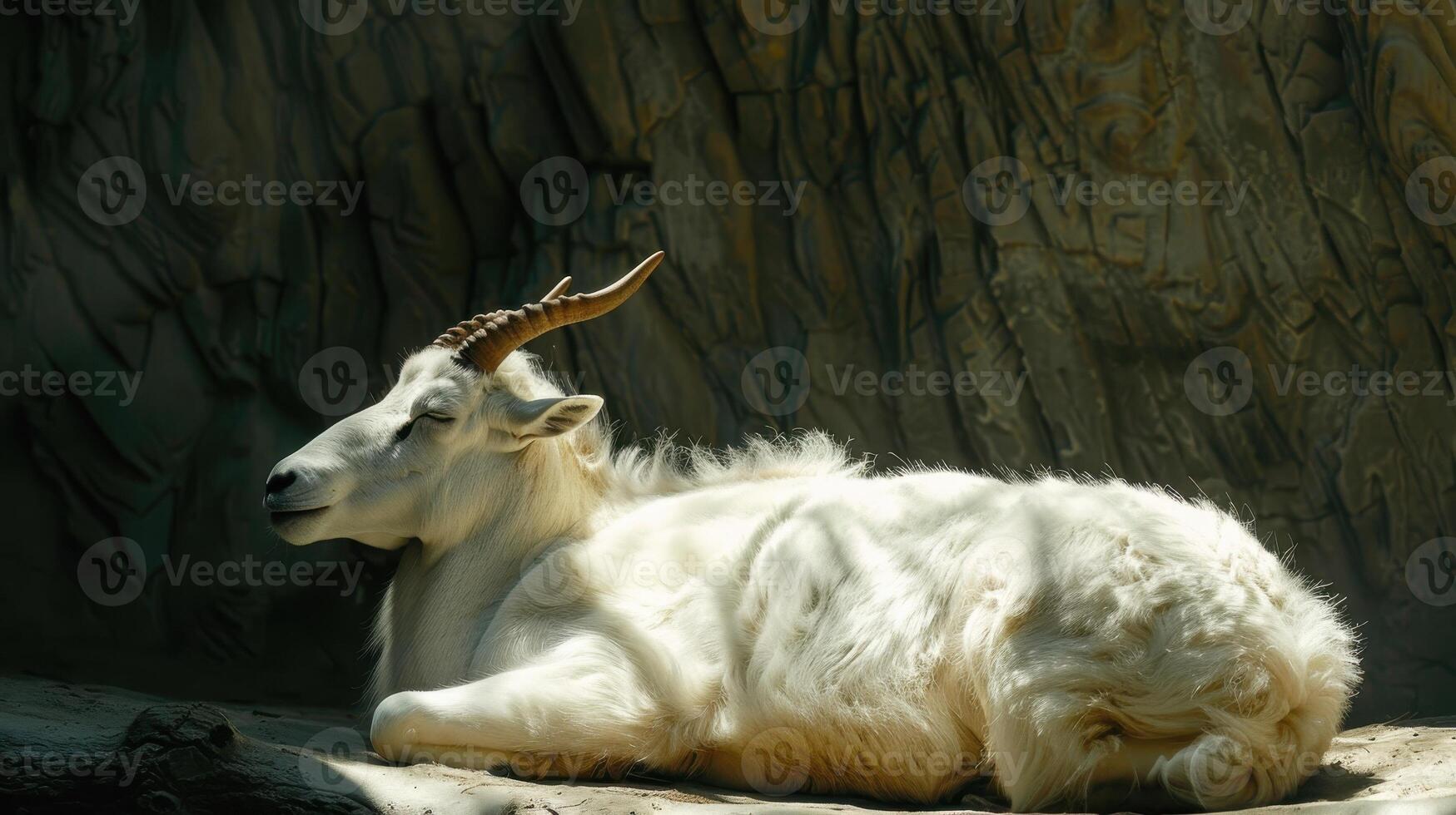 Majestic Mountain Goat Resting Peacefully Under Sunlight in Rocky Terrain at Midday photo