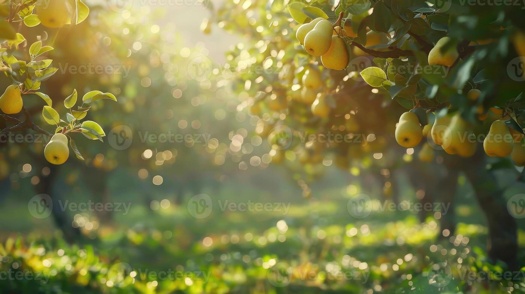Golden Pears Dangle From Lush Trees In A Sunlit Orchard During Early Morning Hours photo