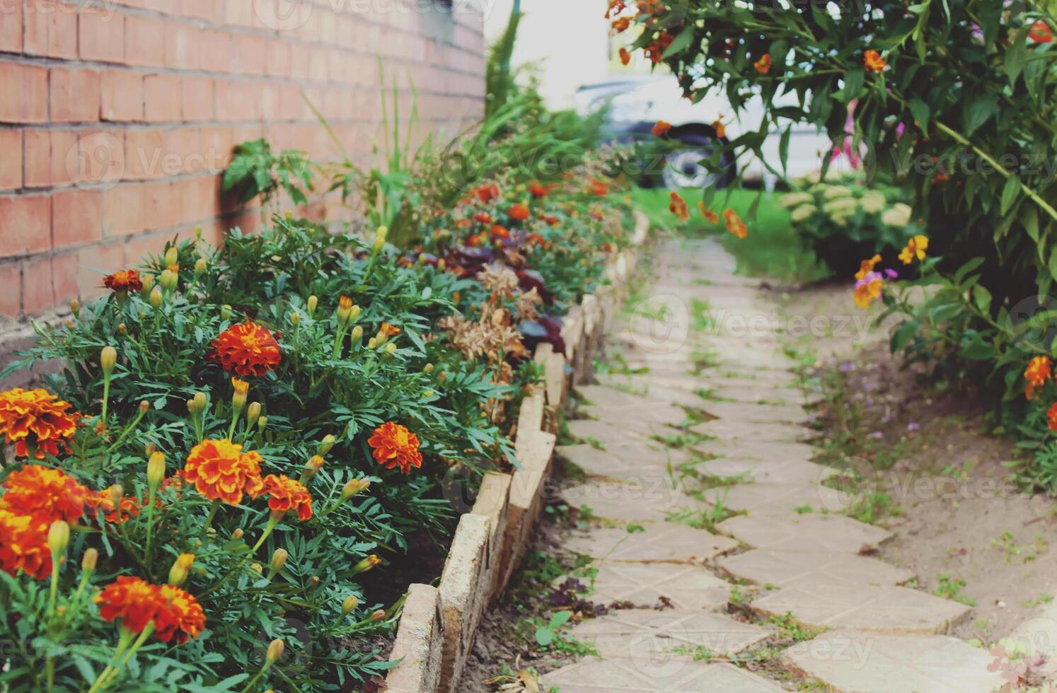 Marigold Tagetes patula photo