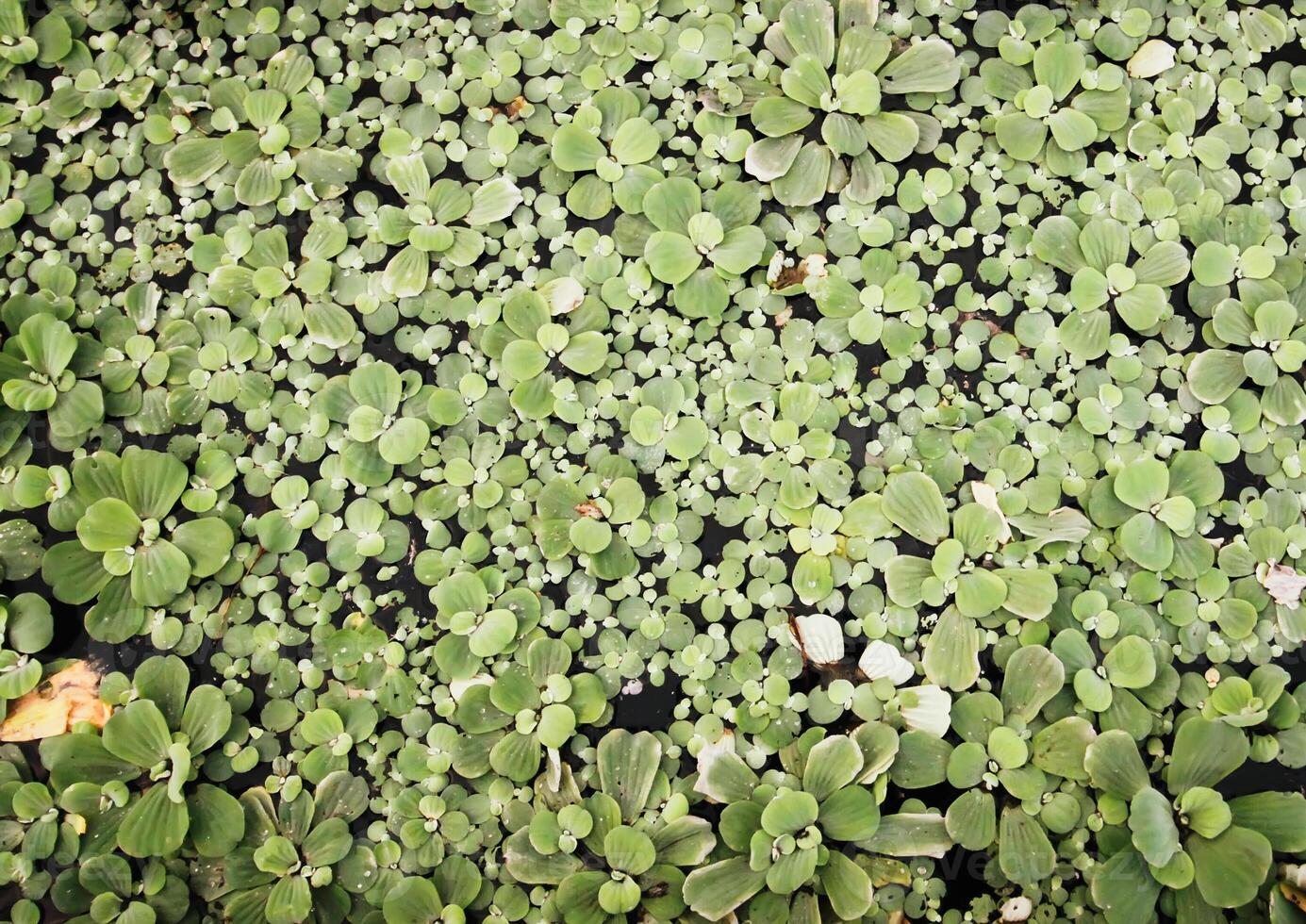 Small pond with aquatic plants photo