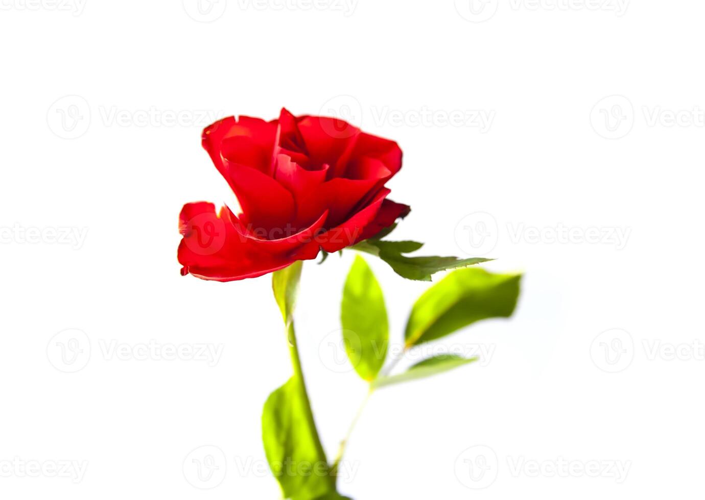 Red rose on white background photo