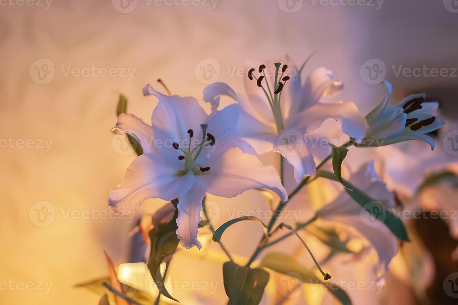 White lily flowers in warm candle light indoors photo