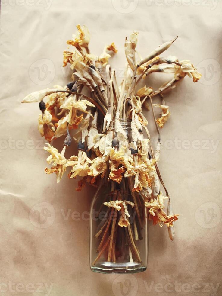 Dried daffodils flowers photo