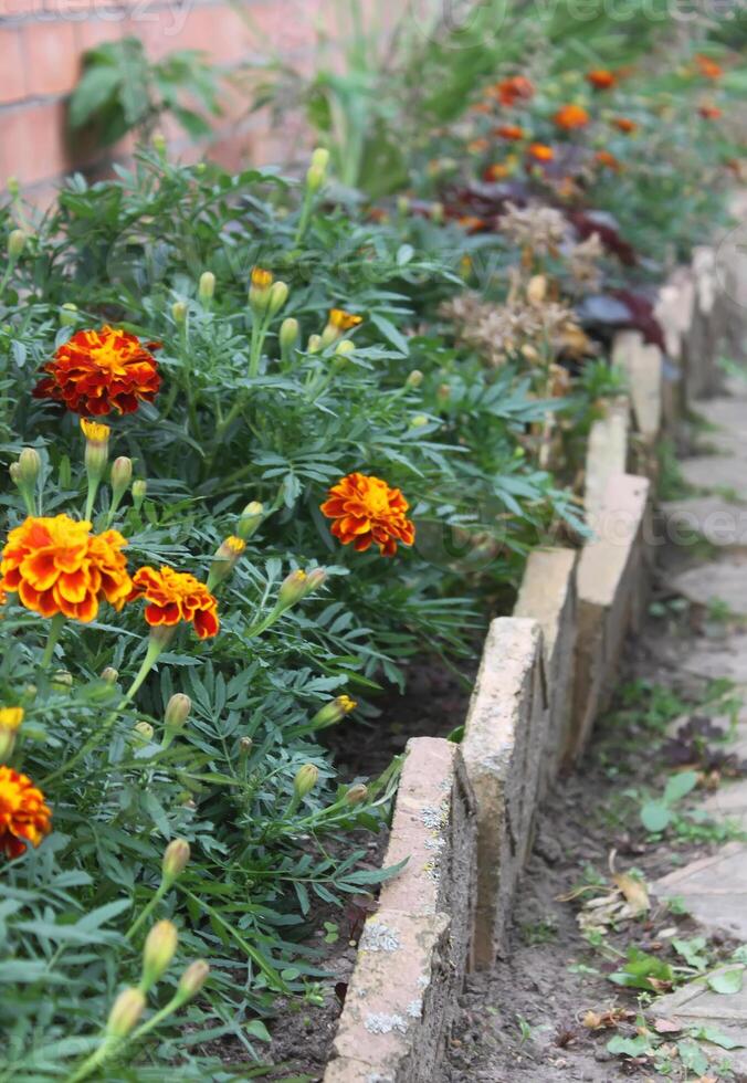 Marigold Tagetes patula photo