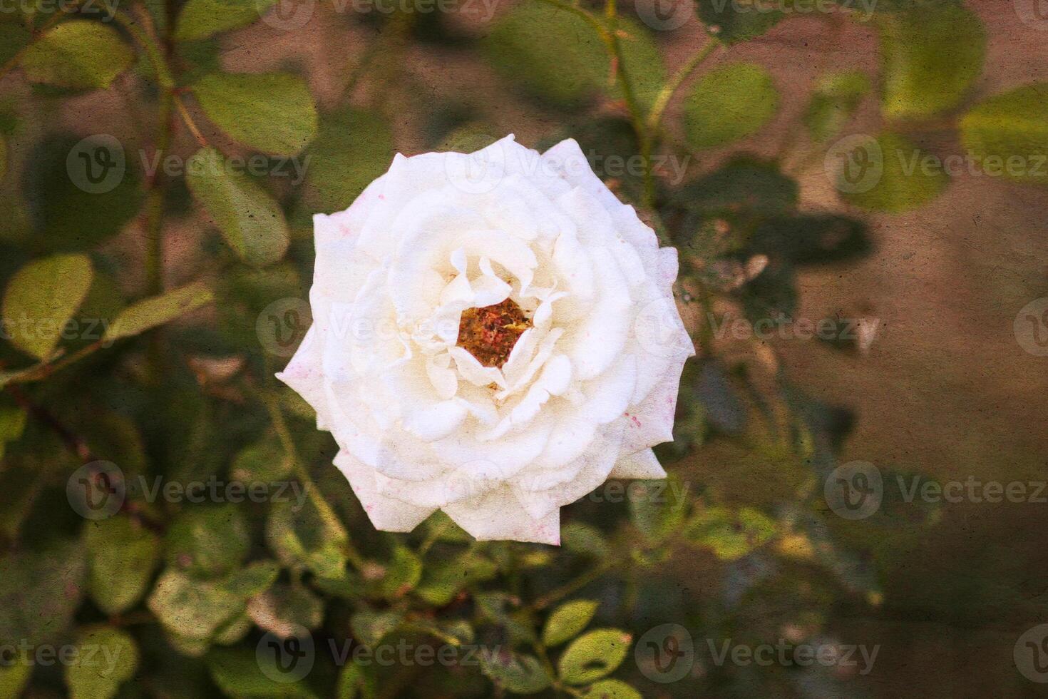 Retro background with beautiful flower and old paper texture overlay. photo