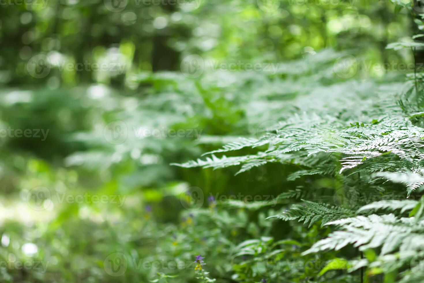 Fern plant green leaves in summer forest photo