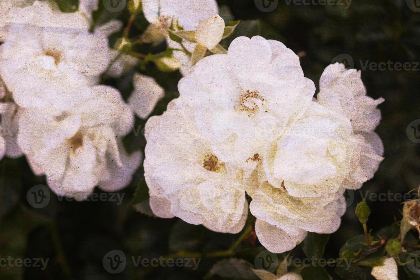 Retro background with beautiful flower and old paper texture overlay. photo