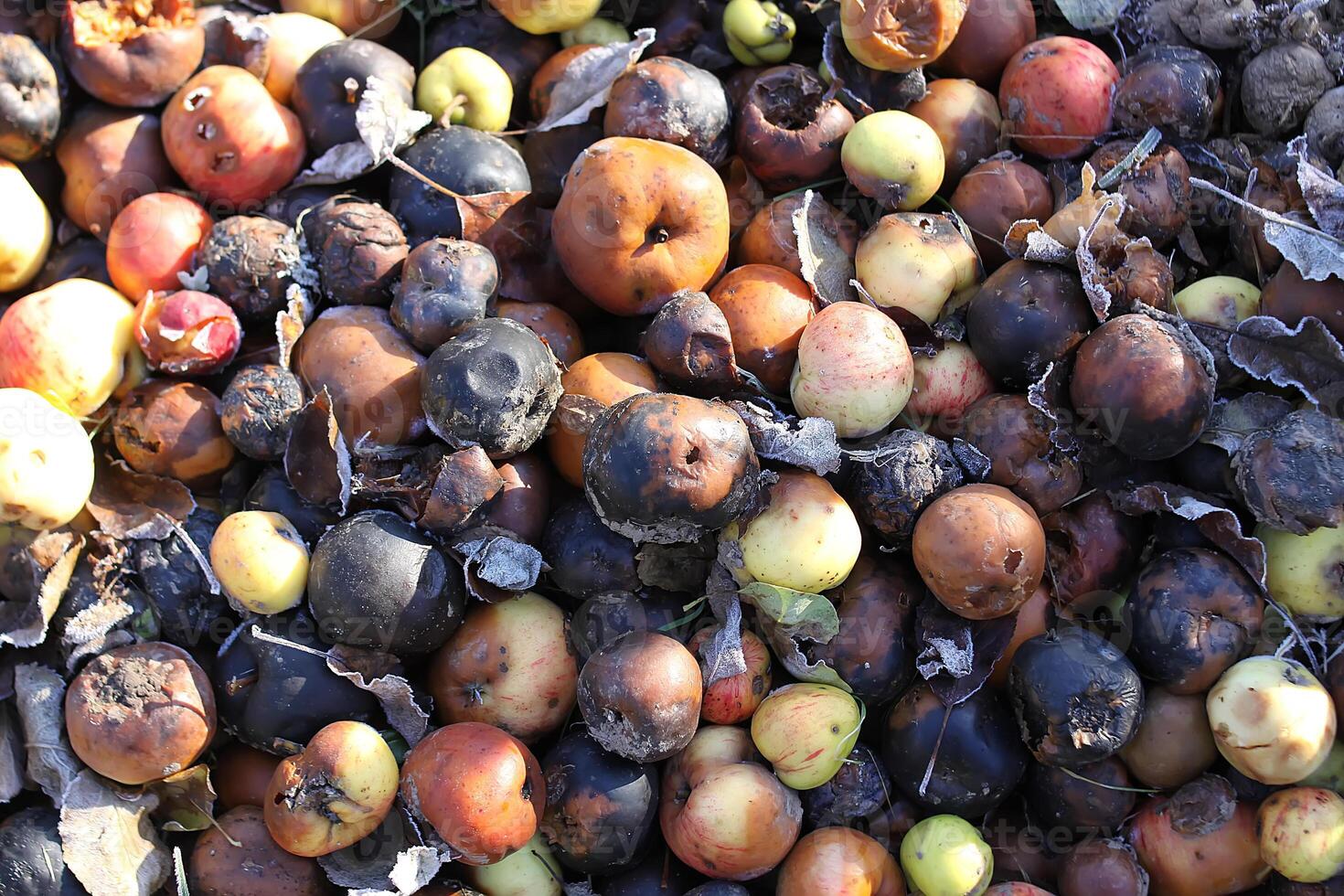 Rotting apples in a ompost heapto fertilize the soil . Food waste. photo