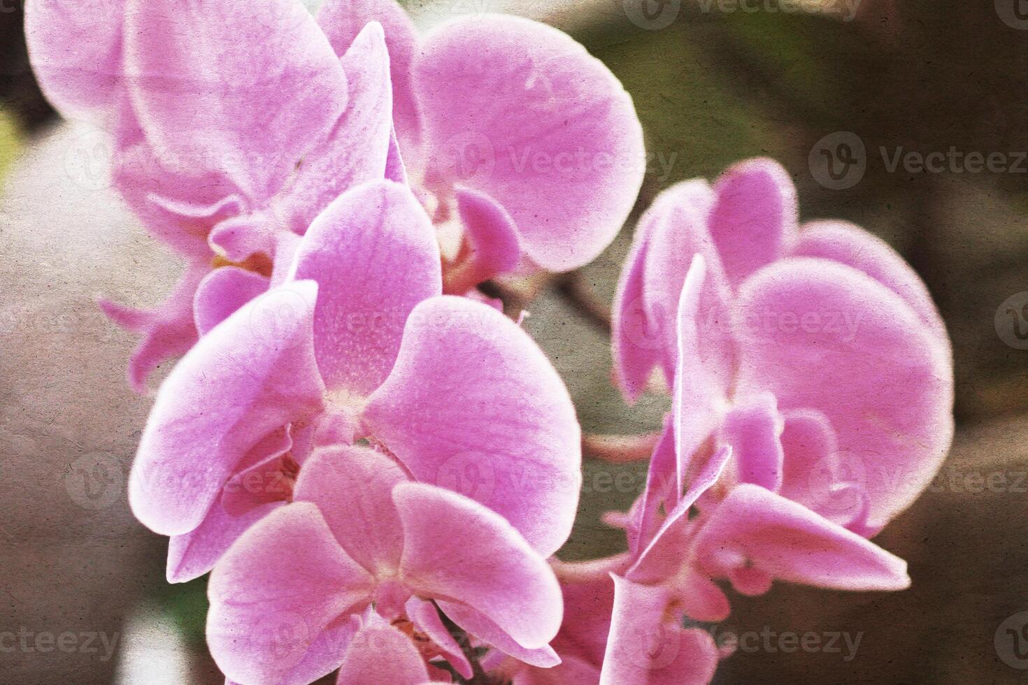 Retro background with beautiful flower and old paper texture overlay. photo