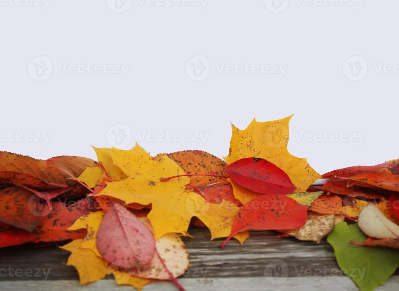 Colorful frame of fallen autumn leaves photo