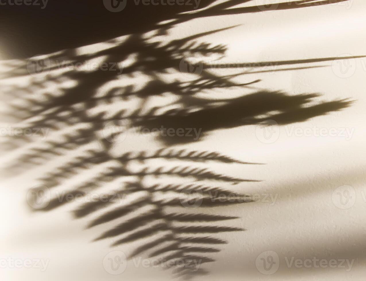 Green fern plant leaf in a hand and shadows on rough light surface photo