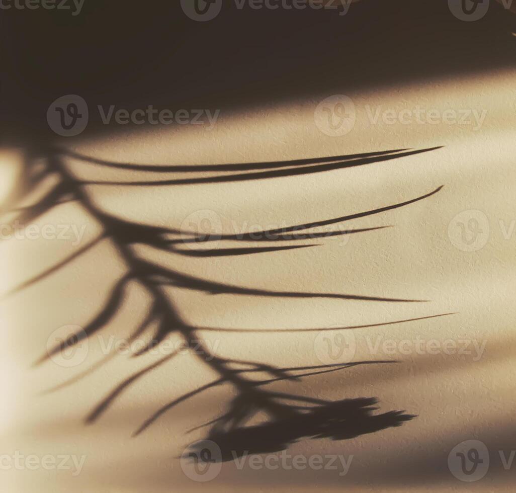 Plant leaves and shadows on rough light surface photo