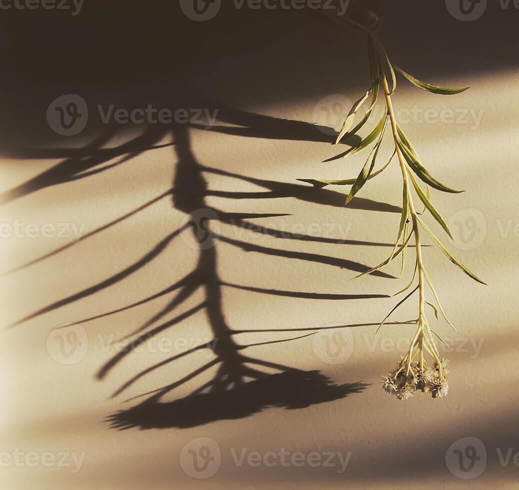 Plant leaves and shadows on rough light surface photo