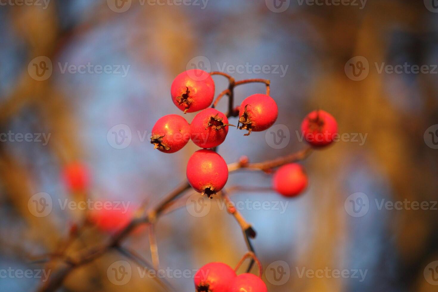 Howthorn red berries photo