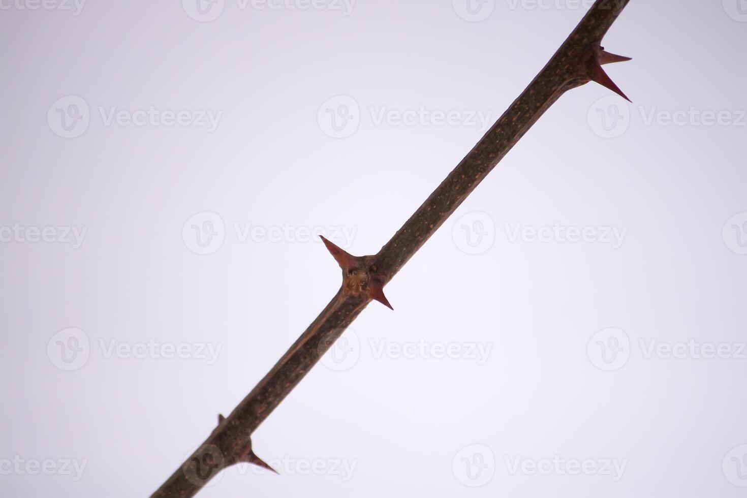 Dry bare tree branch with sharp thorns on snow background. photo