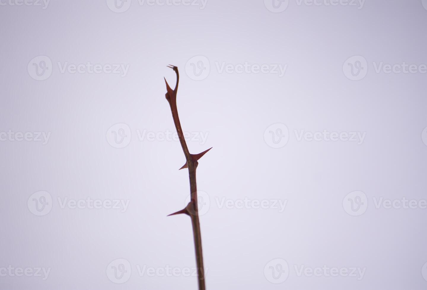 Dry bare tree branch with sharp thorns on snow background. photo