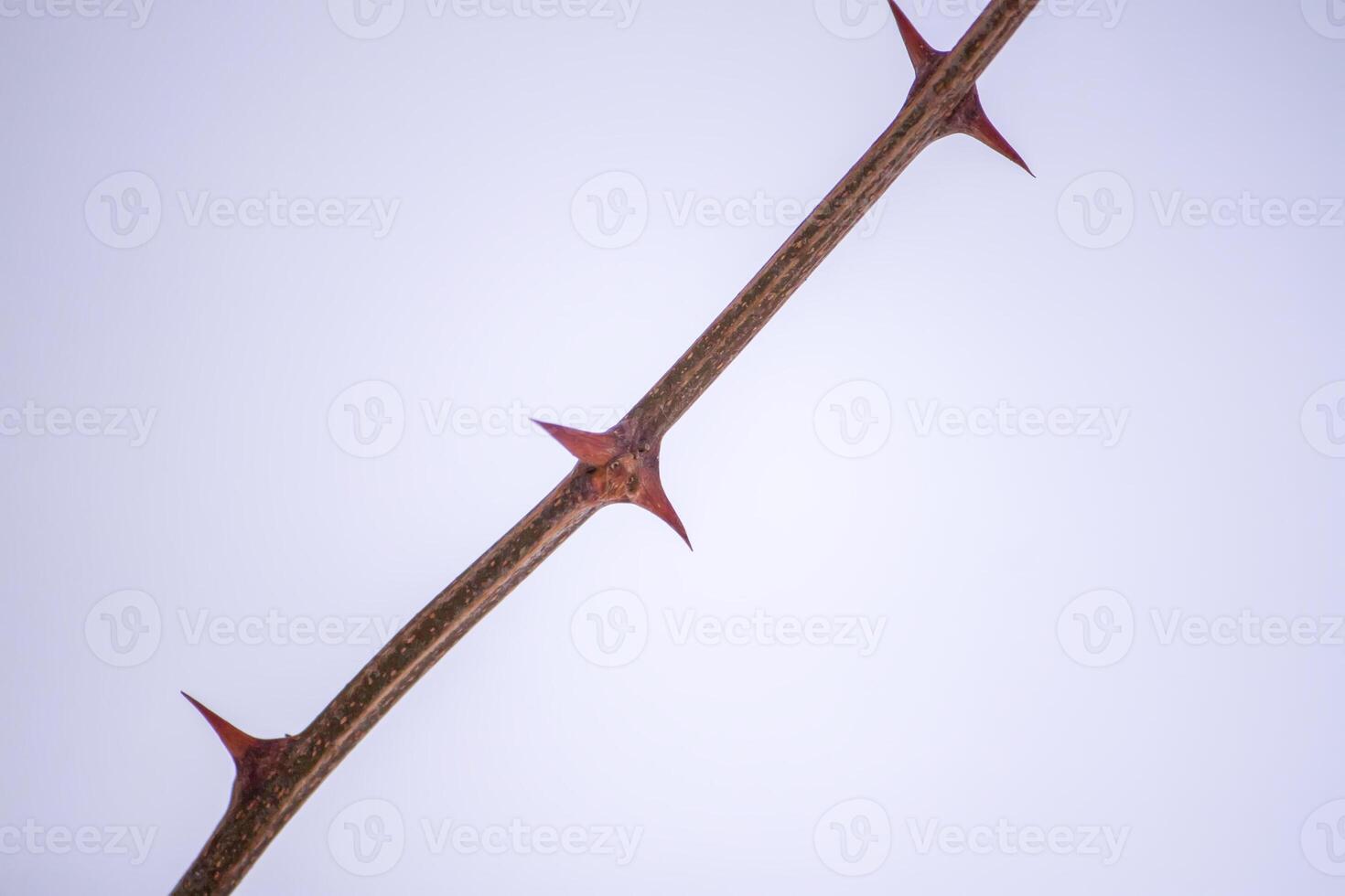 Dry bare tree branch with sharp thorns on snow background. photo
