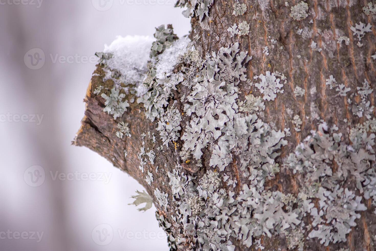 Detail of winter nature in countryside. photo