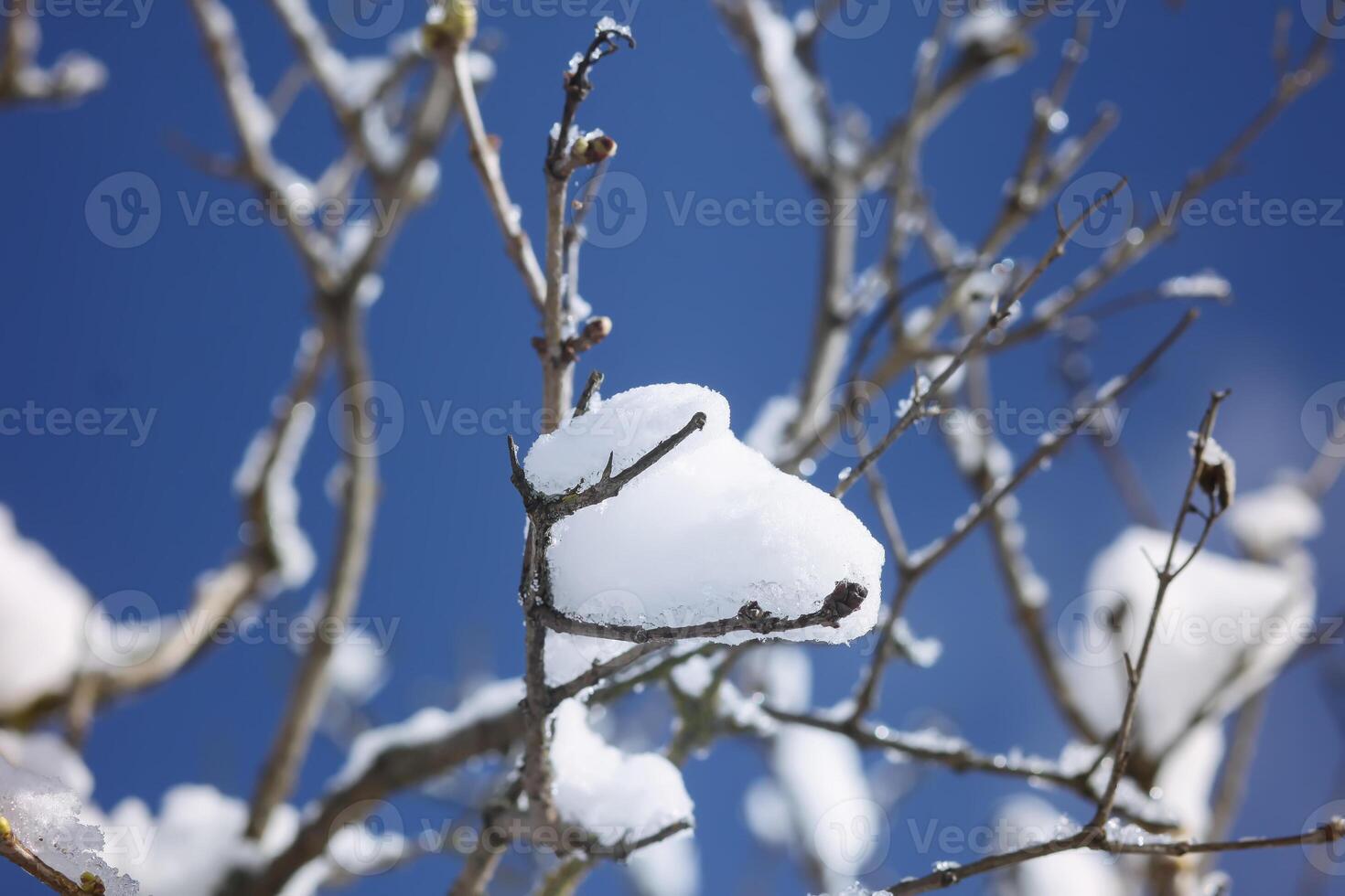 Winter nature details in countryside in East Europe. Snow covered tree branches in sunny day. photo