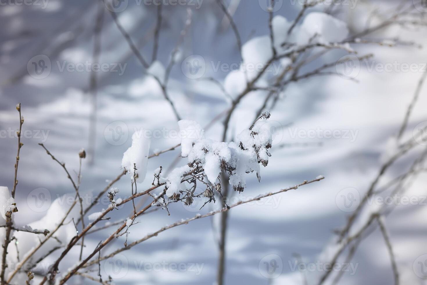 Winter nature details in countryside in East Europe. Snow covered tree branches in sunny day. photo