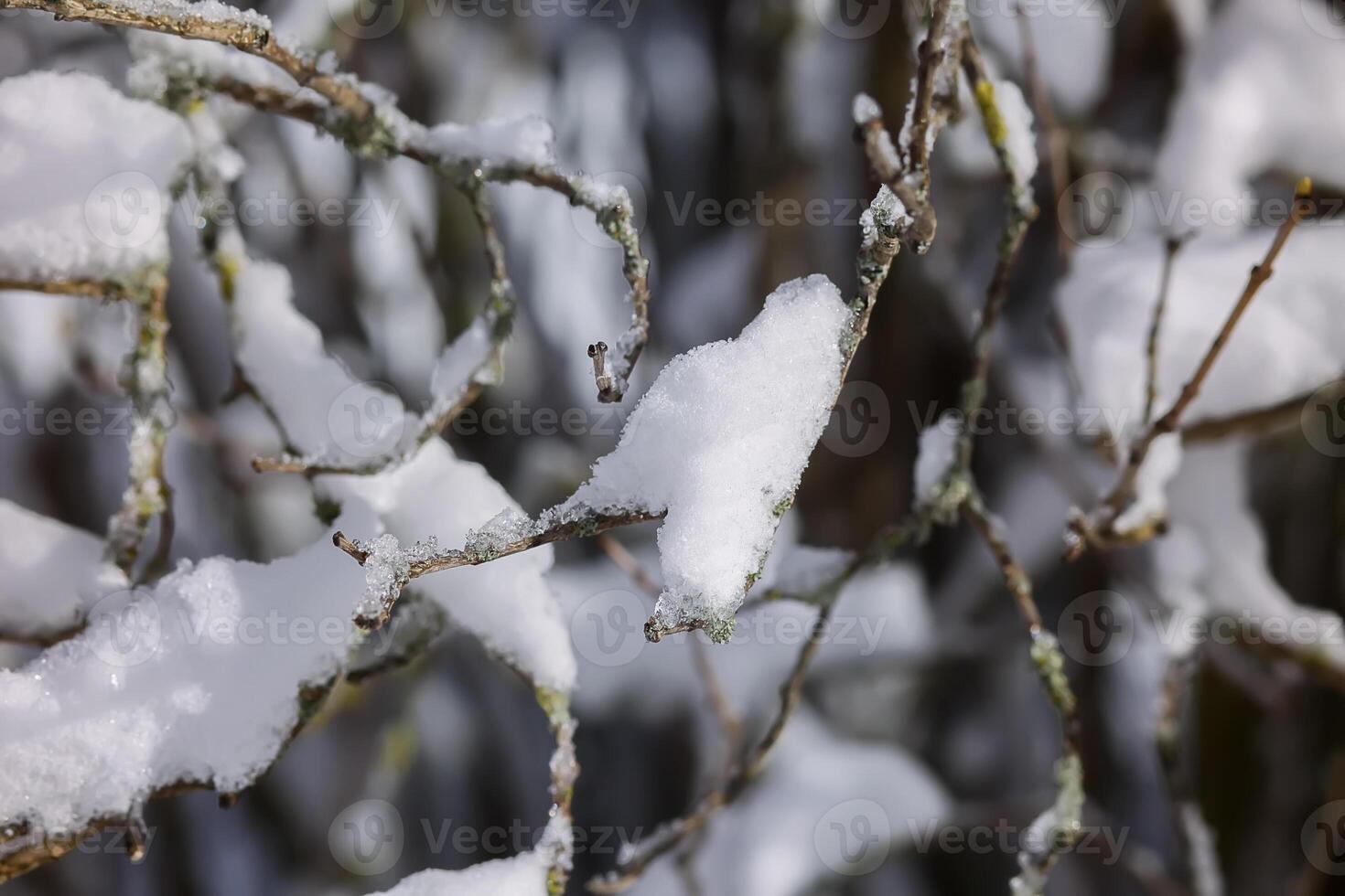 Winter nature details in countryside in East Europe. Snow covered tree branches in sunny day. photo