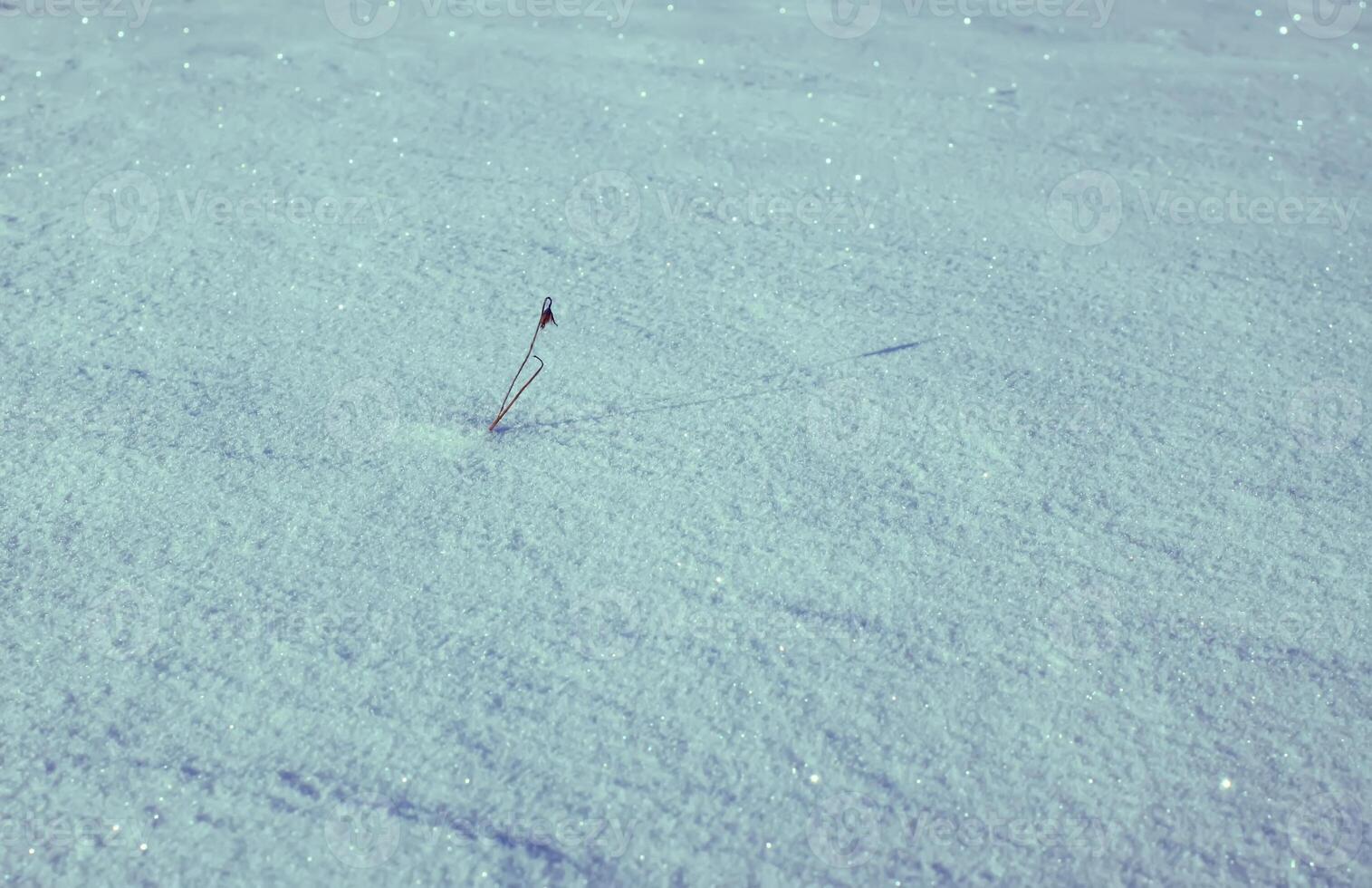 snow field at winter photo