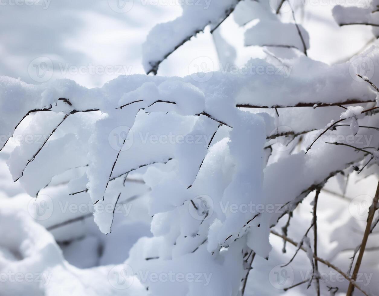 Winter nature details in countryside in East Europe. Snow covered tree branches in sunny day. photo