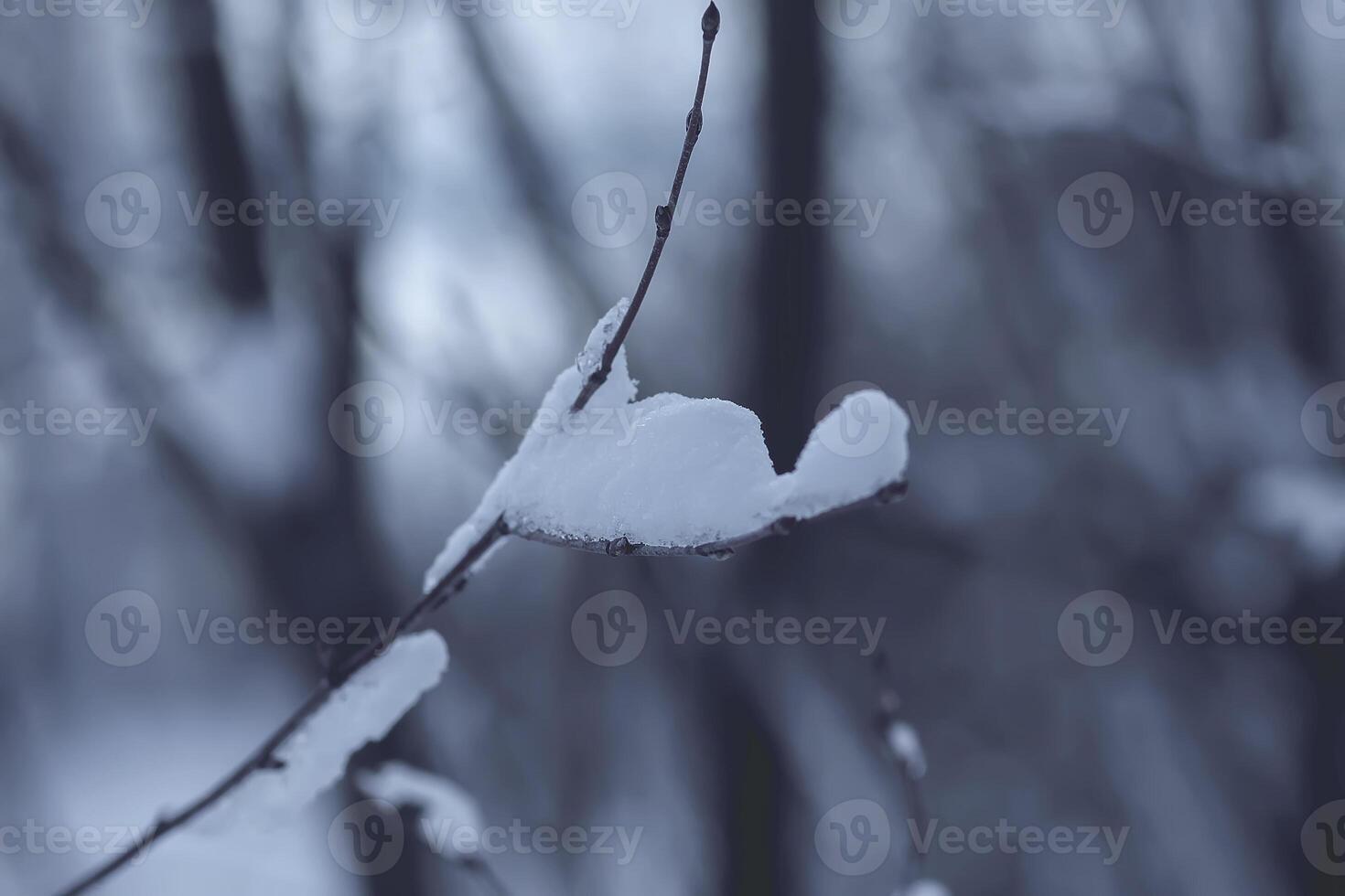 Melting snow on forest tree branches in sunny winter day photo