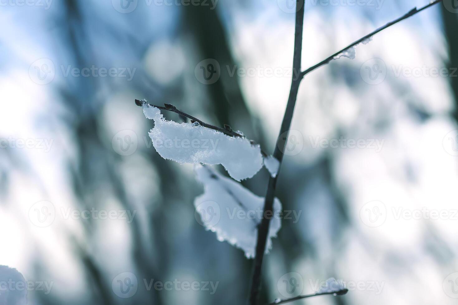 Melting snow on forest tree branches in sunny winter day photo